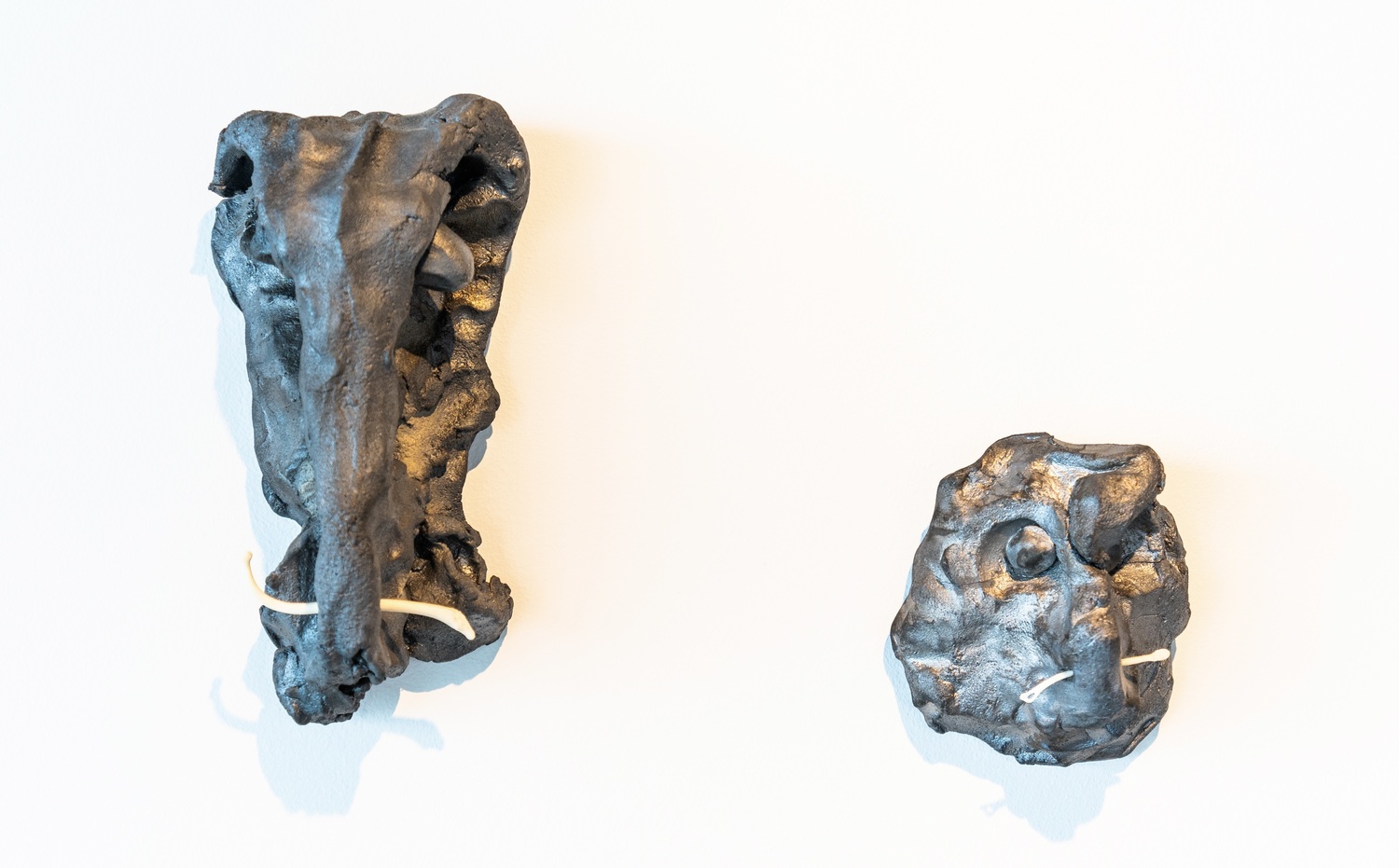 Penis bone of a raccoon (Procyon lotor)