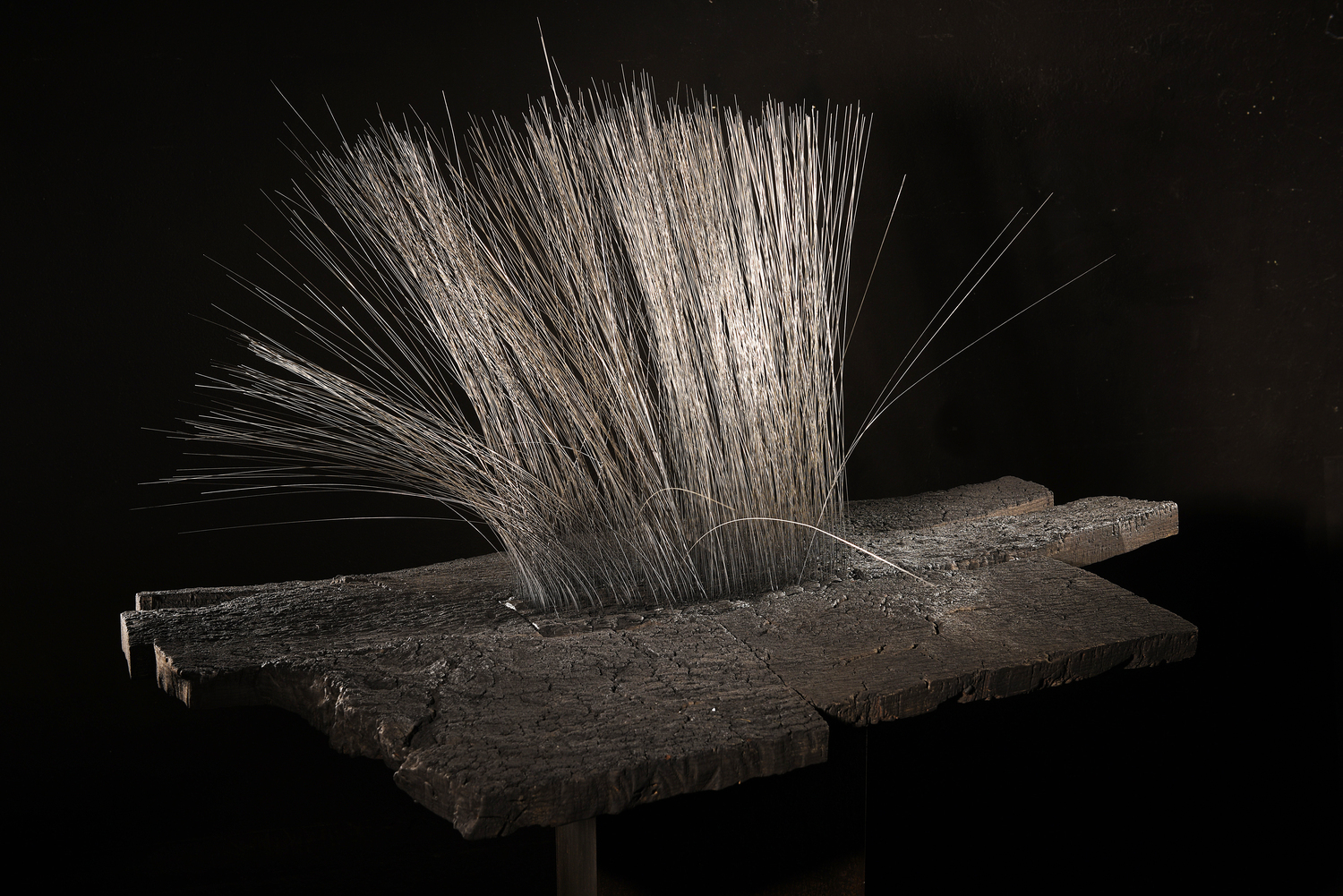 Tu me hérisses le poil/Carapace III